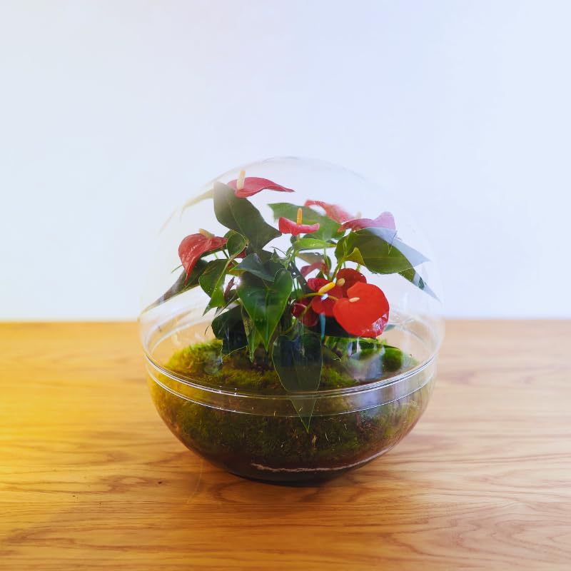Kokedamas Lucciana Glass Plant Terrarium  Capsule with Red Anthurium |  Eternal Garden in Glass or Closed Ecosystem | Ideal for Home Decoration |  Autonomous Terrariums | Measures, 28 cm x 28 cm : Amazon.es: Garden