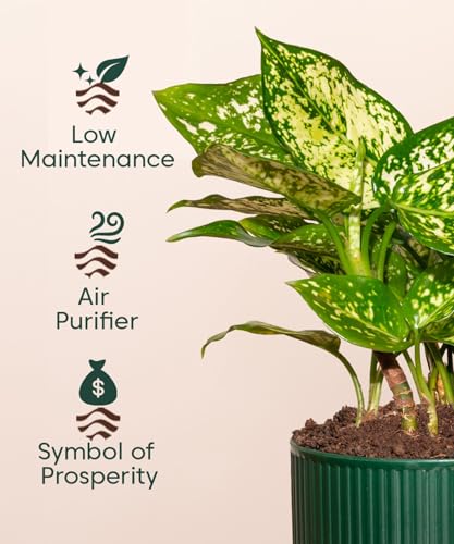 Image of Kyari Aglaonema Snow White Live Indoor Plant with Green Self Watering Pot