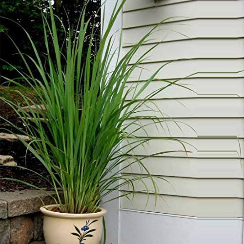 Trendygreens Lemon Grass Citronella Grass Herb Medicinal Plant With Pot (B0BNXFTQKR) Amazon Price History, Amazon Price Tracker