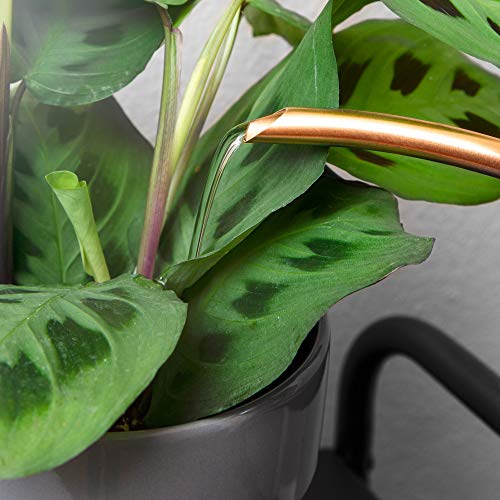 Homarden 30oz Metal Indoor Outdoor Plant Watering Can for House Plants (Copper Color)
