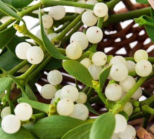 100pcs New Fresh Mistletoe Fruit Seeds
