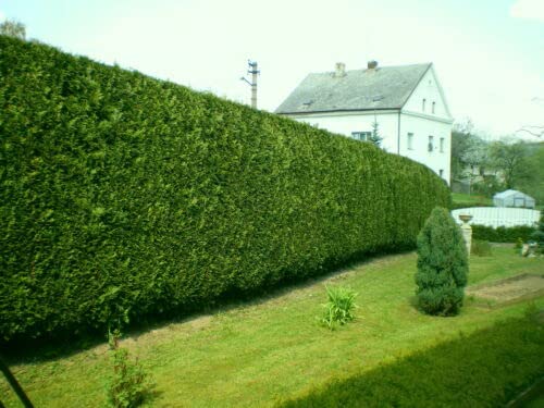 70 x Green Leylandii 40-60cm in 9cm Pots Tall Fast Growing