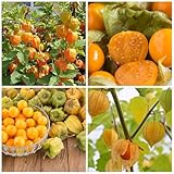 50+ Physalis Cape Gooseberry Seeds Lampion Flower Fruit Plant Home Garden Goldenberry Fruit Plant Seeds