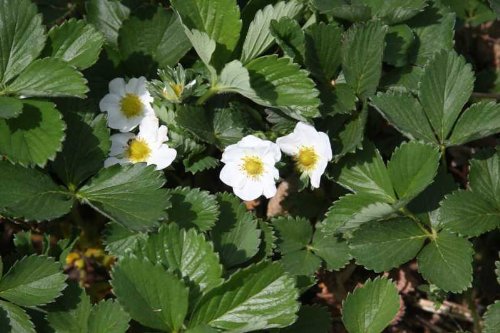 Clovers Garden Everbearing Strawberry – Two (2) Live Plants – Not Seeds –Each 4" To 7" Tall- In 3.5 Inch Pots #TOP4