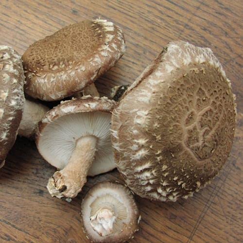 SmartMeMushroom - Shiitake - 30 plugs - High Germination