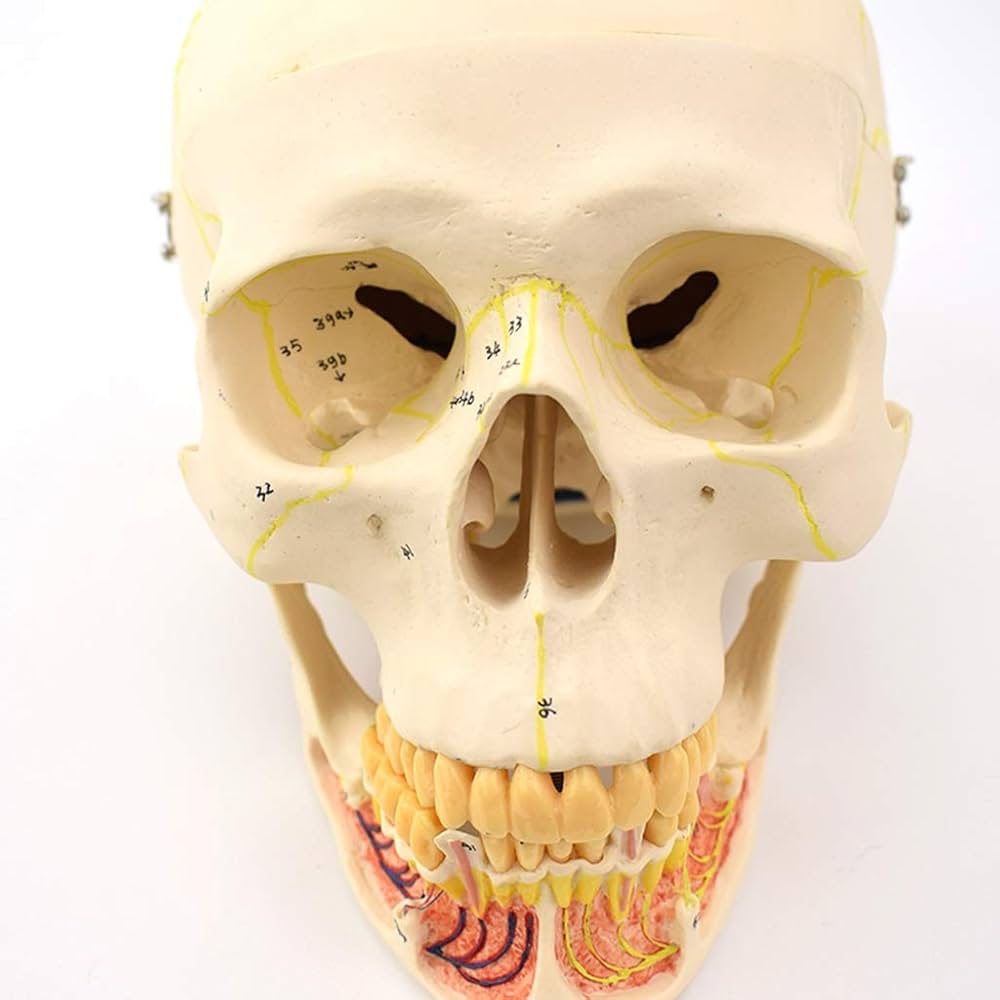 頭蓋骨模型 解剖学的構造 Amazon.co.jp: 頭蓋骨の繊細で複雑な解剖学的構造をより自然に