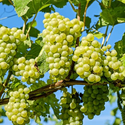 Niagara Seedless Bare Root Grape Vine - America