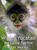 Wildes Yucatan - der kleine Tierfilm über Mexiko