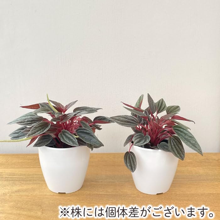 Amazon｜観葉植物 cot ペペロミア カペラータ 銀河 3.5号鉢 観葉植物