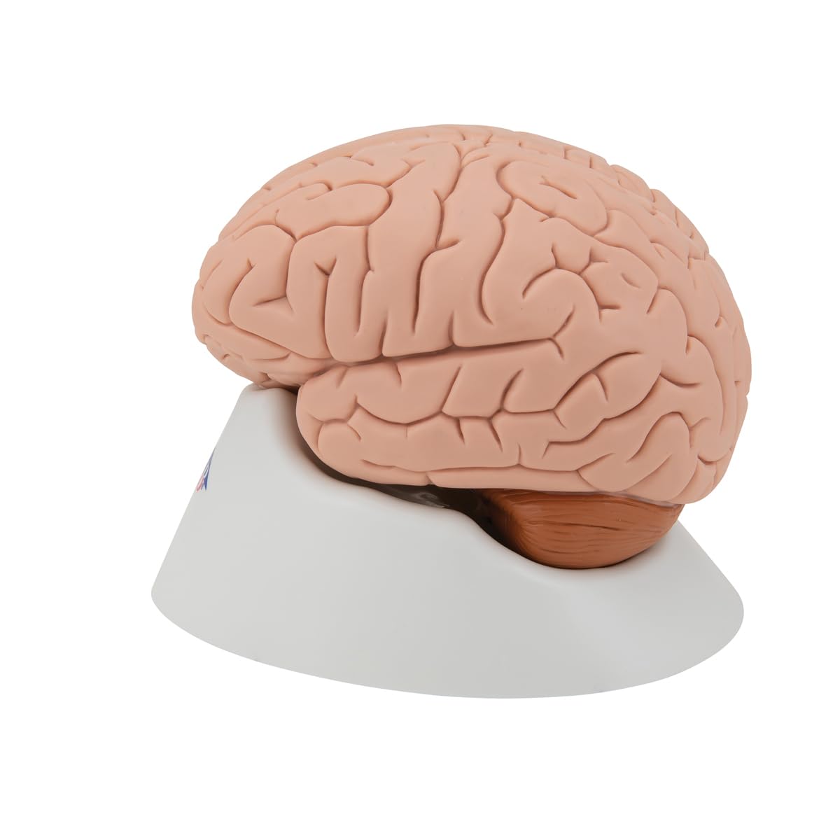 3B Scientific C16 Encéfalo Clásico, desmontable En 4 Piezas + App de anatomía gratuita - 3B Smart Anatomy