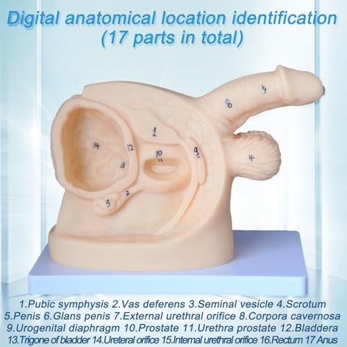 Image of Catheter Training Model Set, Male and Female Urinary Anatomy Models with Digital Markings, PVC Teaching Models for Nursing Education and Skills Practice