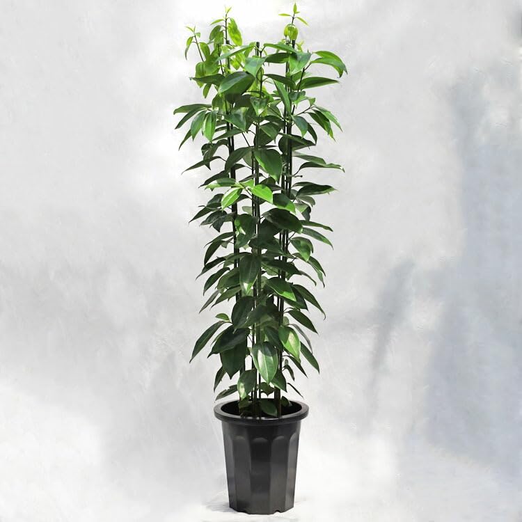 Amazon｜観葉植物 大型 シナモン（セイロンニッケイ） / 10寸・約W60cm