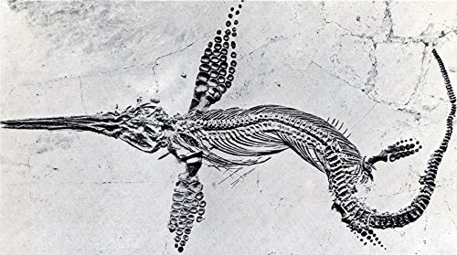 Fossilized Ichthyosaur Mesozoic Reptile Poster Print by Science Source (24 x 18)