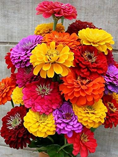Terry Zinnia Mezcla de semillas de doble flor para plantar alrededor de 100 semillas