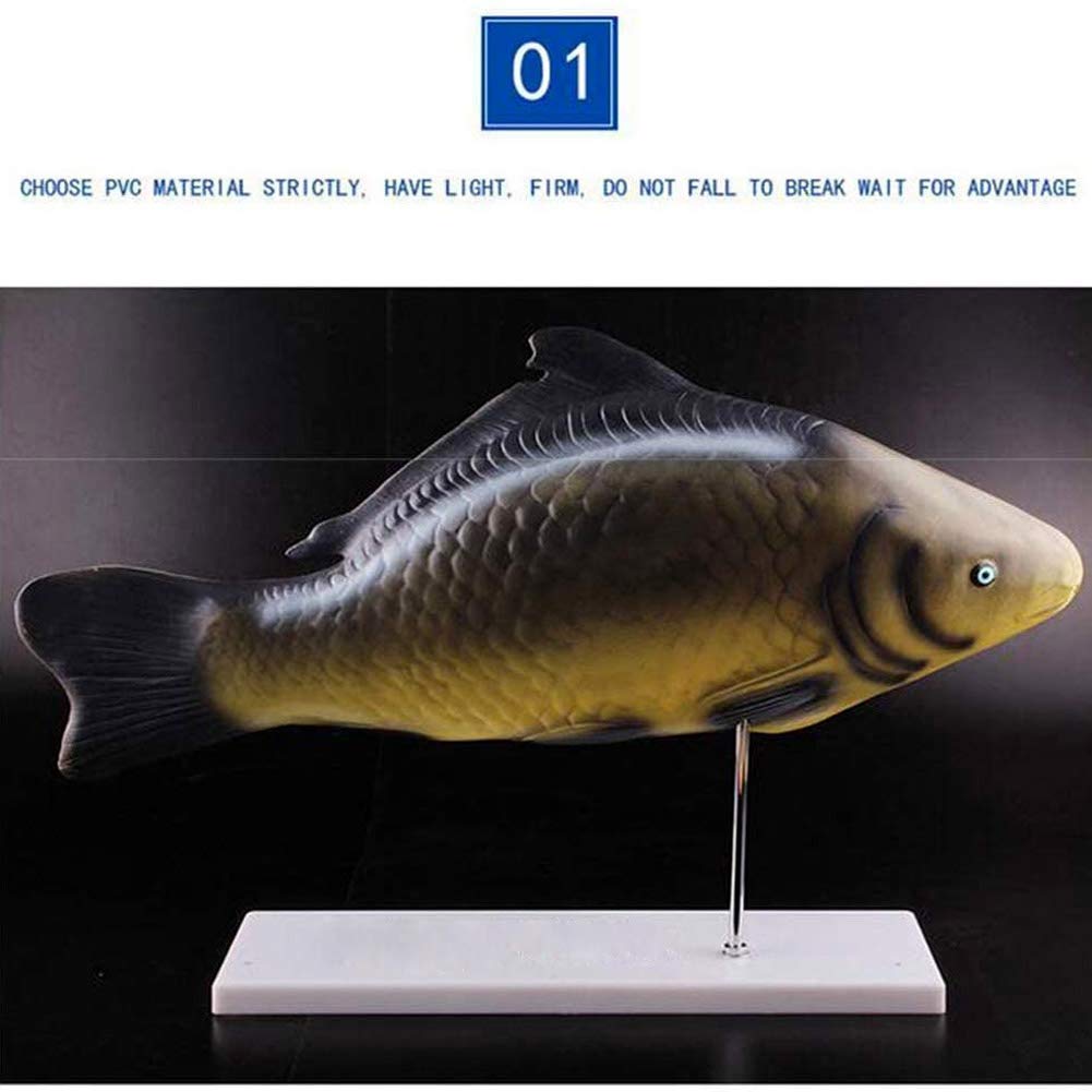 Modelo de anatomía de Peces, Modelo de exhibición de vísceras Animales, 3 Partes Desmontables, Adecuado para clínicas veterinarias, exhibición de enseñanza