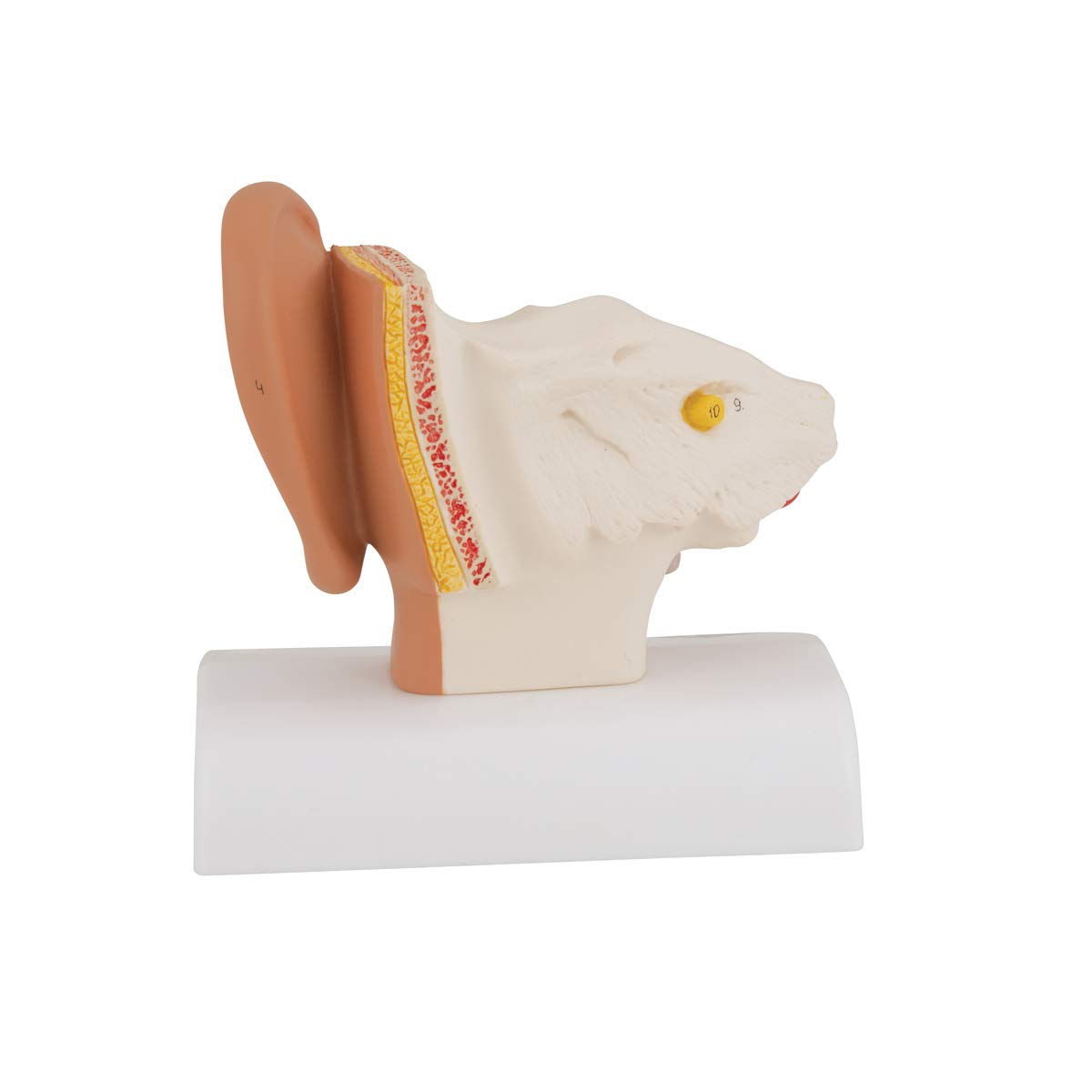 3B Scientific E12 Modello di Orecchio da Scrivania, Ingrandito 1,5 Volte + software gratuito di anatomia - 3B Smart Anatomy