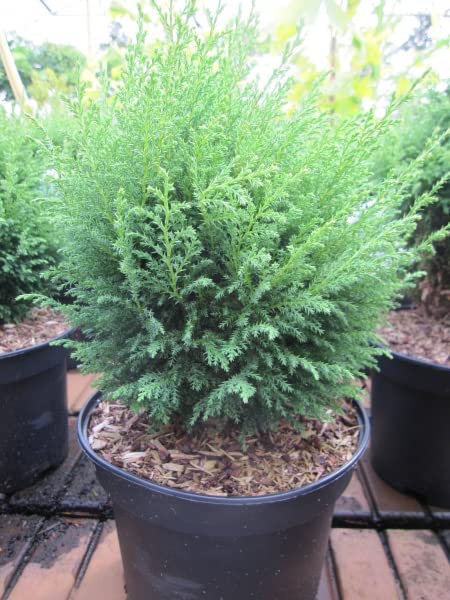 Scheinzypresse Greg's Reversion - Fadenscheinzypresse - Chamaecyparis pisifera Greg's Reversion - Fadenzypresse Gregs Reversion