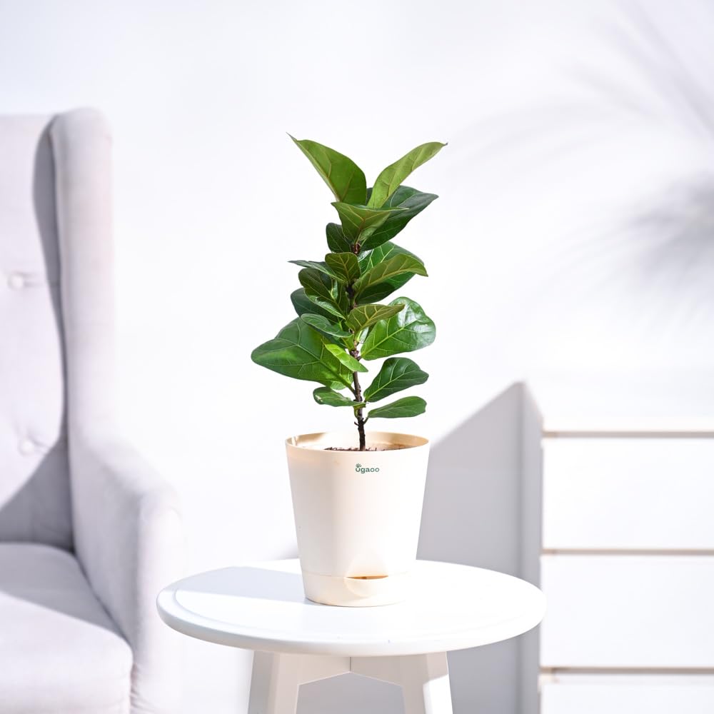UGAOO Fiddle Leaf Fig Plant (Bambino) Natural Live Indoor Plant with Pot - Medium (B0B74R3V6Y) Amazon Price History, Amazon Price Tracker