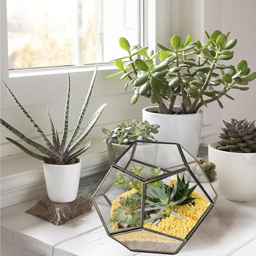 Plantes aériennes et succulentes sublimées dans leur cube - 8
