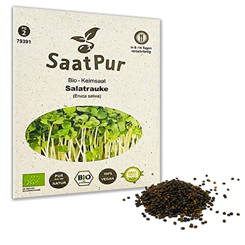 Preisvergleich Produktbild BIO Keimsprossen von SaatPur - Keimsaat für Salatrauke Rauke Sprossen, Microgreens - 75g