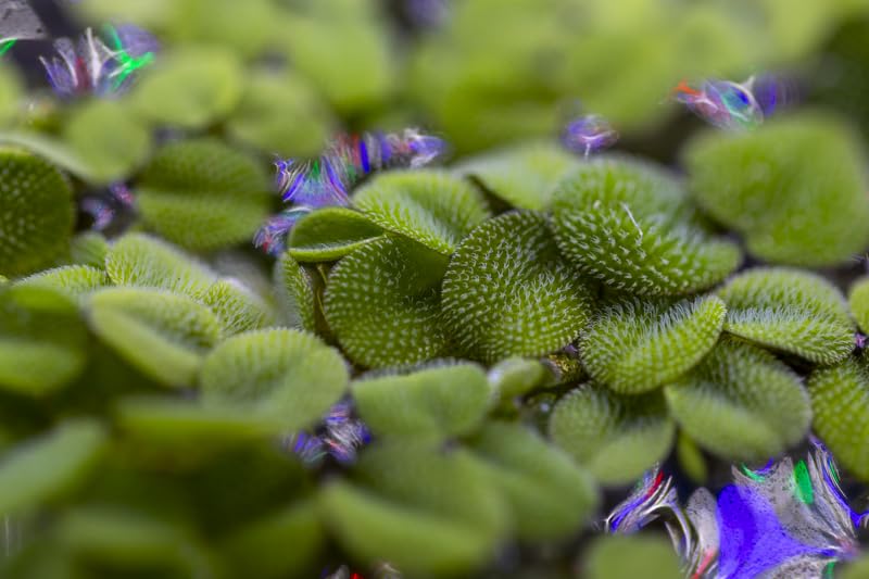 Salvinia natans | Large Portion Floating Aquarium Plant | True Salvinia natans Species | Hand Picked Live Aquatic Plant for Shrimp, Fry & Planted Tanks