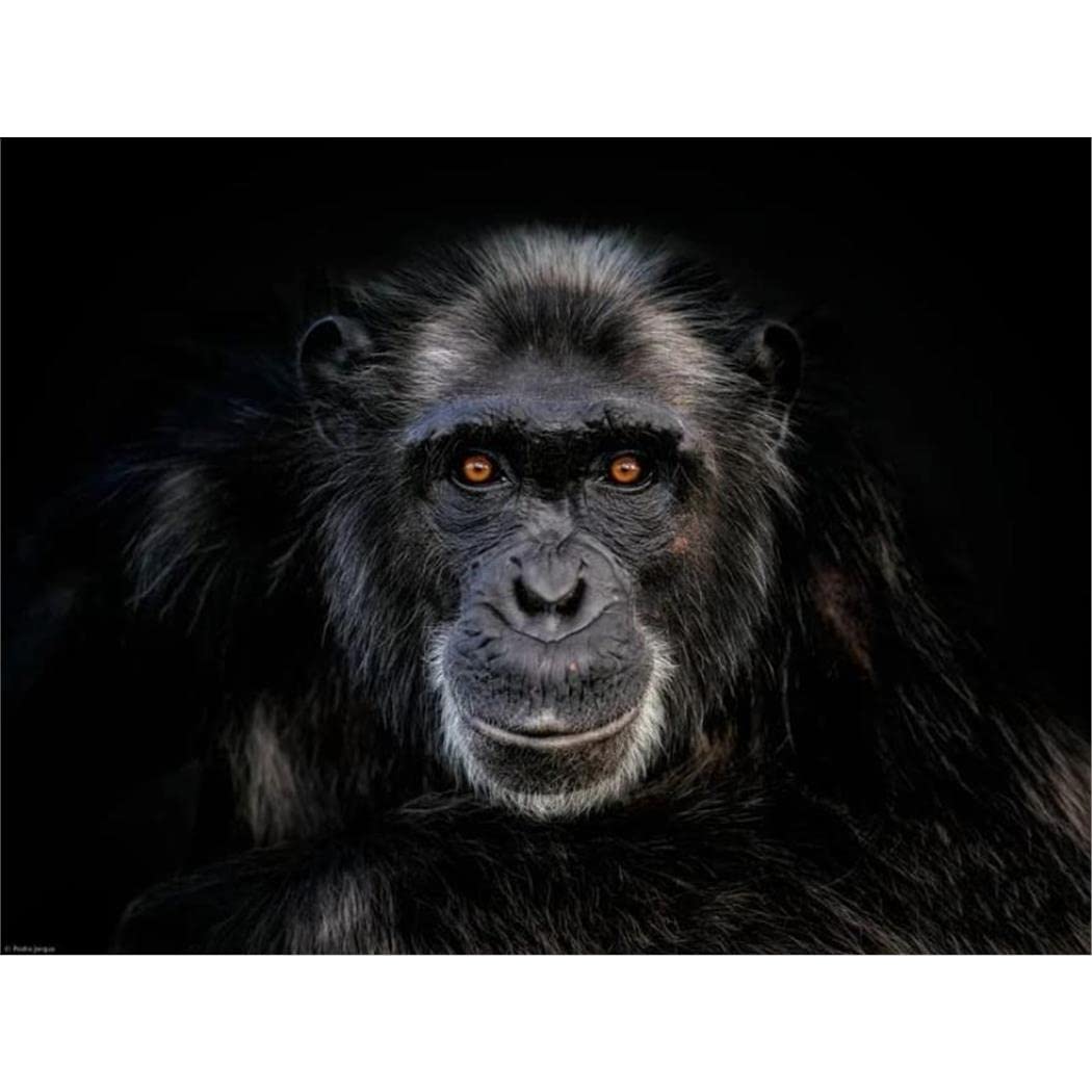 SanZez 5D Diamond Painting Kits Black Monkey Gorilla DIY Paint with Full Drill Round Diamond Art Embroidery Kits 40x50cm