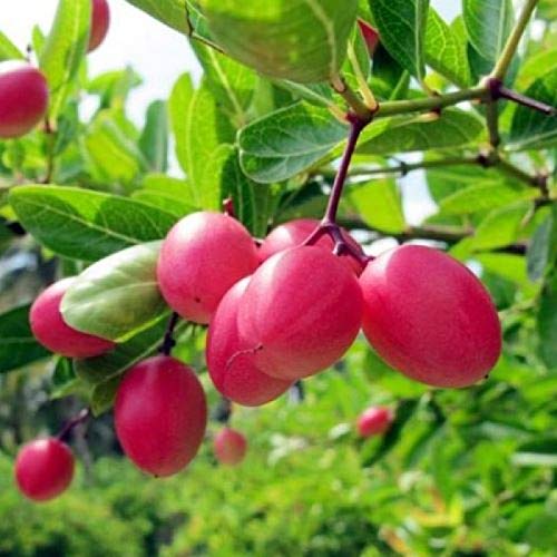 AZIZ GAZI NURSERY - Karonda, koromcha, Carandas, Carissa Carandas Live Grafted Plant with Poly Bag | Healthy Fruit Plant for Home Garden (B0CNRS457W) Amazon Price History, Amazon Price Tracker