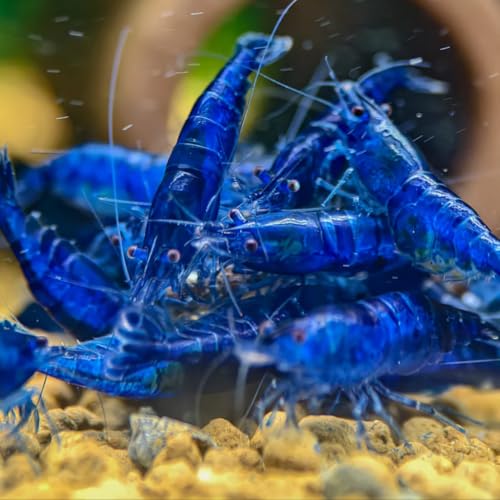 Image of Swimming Creatures Freshwater Aquarium Shrimp - A Perfect Combo to Brighten Your Aquarium! (20, PREMIUM BLUE DIAMOND)