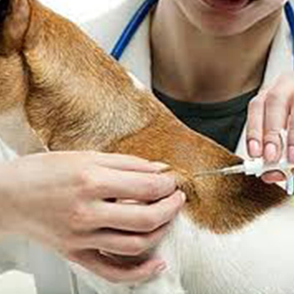 Yanzeo 50 microchip ID per animali domestici, 1,25 x 7 mm, 134,2 kHz, ISO11784/ISO11784/FDX-B, tag RFID, microchip RFID a 15 bit per cani, gatti, maiali, animali da laboratorio, registrazione
