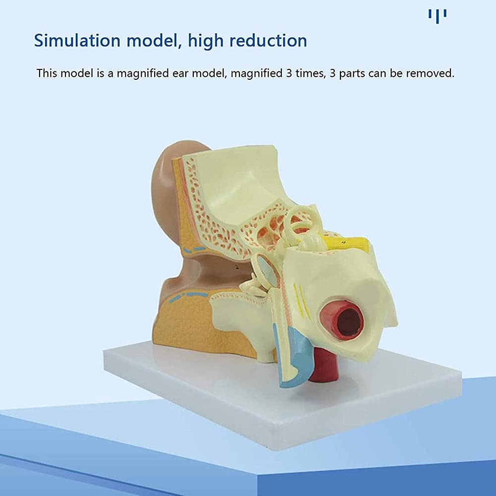 Model Anatomii Ucha Ludzkiego, Profesjonalny Stacjonarny Model Symulacji Stawu Słuchowego, Materiały Dydaktyczne, Narzędzie Do Nauki, Montaż Modelu Edukacyjnego