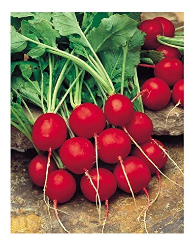 PREMIER SEEDS DIRECT Radish - SAXA 2-10 Grams