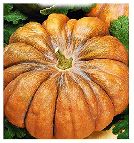 Graines de citrouille mosquée provence - légumes - cucurbita moschata - environ 35 graines - les meilleures graines de plantes - fleurs - fruits rares - citrouilles - idée cadeau originale Cover