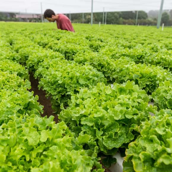 GROMAX India Good Germination Lettuce Green "Hybrid" Vegetable Seeds For Home Gardening Non-GMO Seeds (Pack Of 20 Seed) (B09T6YW4YZ) Amazon Price History, Amazon Price Tracker
