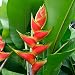 Heliconia Wagneriana * Rainbow Plant * Spectacular * Amazing Colors * RARE 5 Seeds