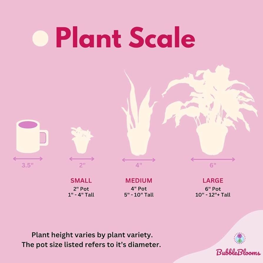 Milk‐tree♡ Amazon.com : BubbleBlooms Original African Milk Tree, 4 inch