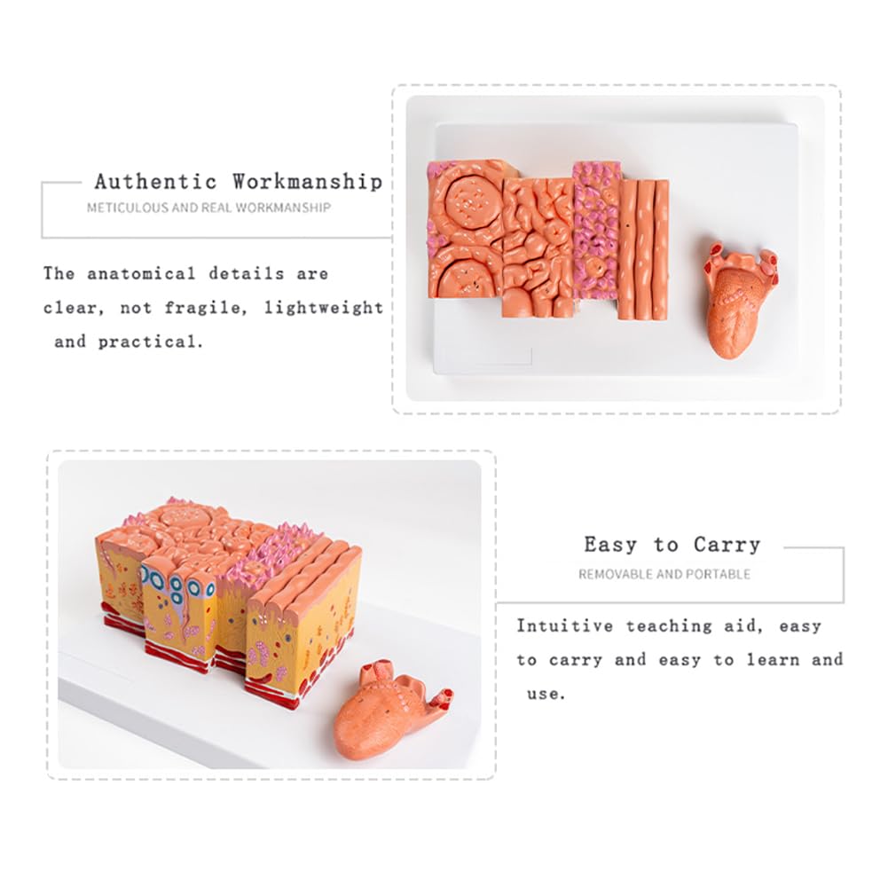 Modèle de Langue Humaine, modèle Anatomique de la Langue, modèle d'extension du Tissu Lingual en Deux Parties, Dessin d'anatomie Humaine