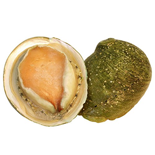 Large Abalone, Frozen, (+/-11cm), 1 Shell, +/-200g