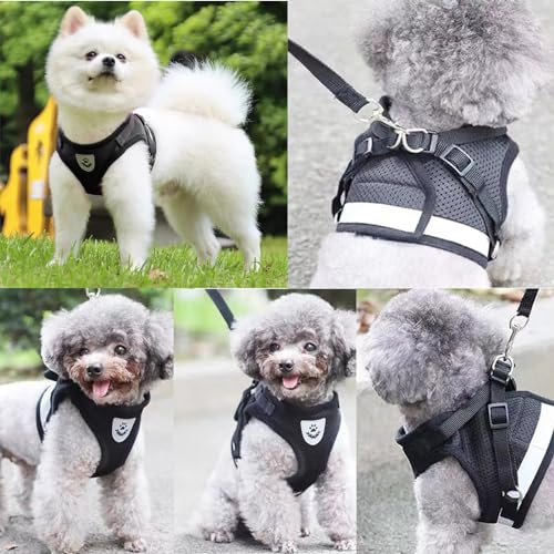 Verstellbarer Brustgurt mit reflektierender Leine - Geschirr & Leine Set für Welpen, Hunde & Katzen (XS)
