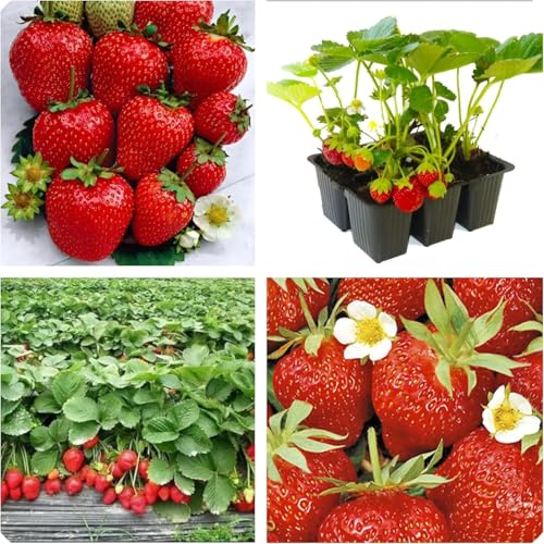 100 Semi di Fragole, 4 Varietà per Coltivazione, Orto e Giardino in Vaso (Frabole 4 stagioni)