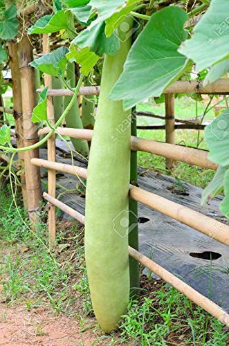 Golden Hills Farm (AVG 50-100) seeds Long Giant Rare Hybrid" Bottle Gourd (Lauki/Lau/Clabash)" Heirloom Vegetable Seeds (B07YNY5QH6) Amazon Price History, Amazon Price Tracker