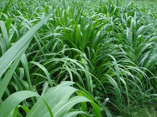 Bajra Napier Hybrid Grass Seeds | Multi Cut Grass Seed For Goat,Cow, Buffalo, Sheep,Poultry,Rabbit(Pack Of 250 Grams,2000+ Seeds)-image-42