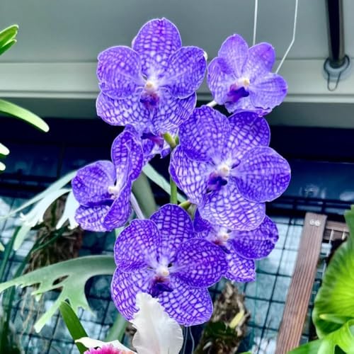Semillas colgantes de orquídea Vanda para lugares soleados de jardín de rocas semillas de orquídeas Variedades antiguas regalos sostenibles 350pcs