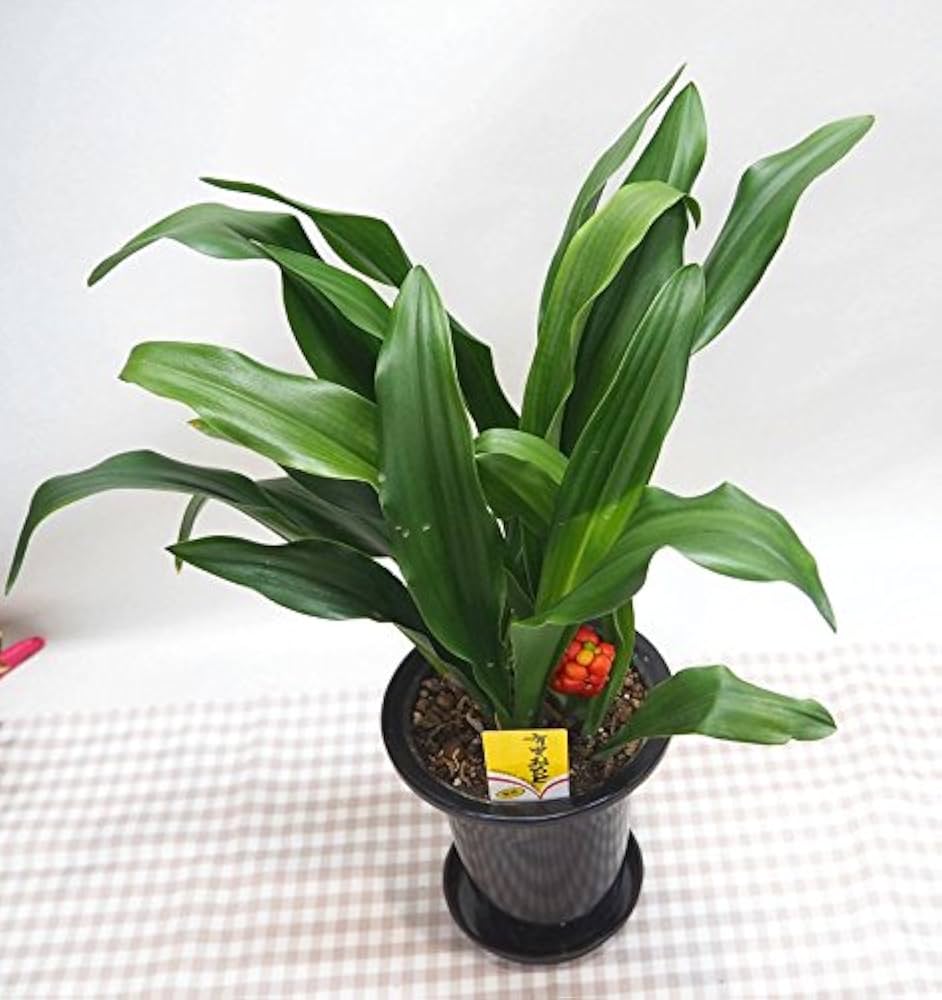 Amazon｜【 花想久里 はなおくり おもと 万年青 オモト 鉢 】 有田