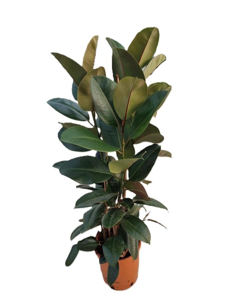 Ficus Elastica Robusta ca. 100 cm – 3 Triebe im Topf – Gummibaum Zimmerpflanze pflegeleicht, luftreinigend, dekorativ für Wohnzimmer, Büro & Wohnung – robuste Grünpflanze