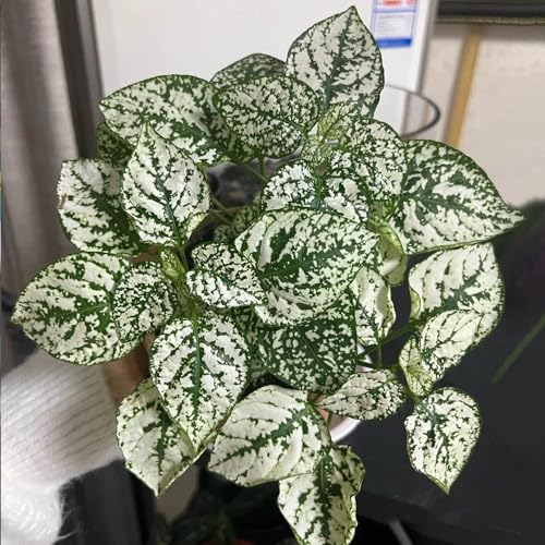 semillas de Fittonia - de interior purificadoras aire productos sostenibles decoración sala estar interior fáciles cuidar invernaderos balcón jardineros 200pcs