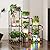 Bamworld Plant Stand with Fairy Lights 3 Tiers 7 Potted Ladder Plant Holder Wood Flower Stand for Home Decor, Plant Gift
