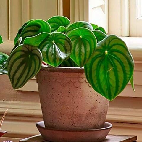 AchidistviQ 50Pcs Peperomia Argyreia Seeds Watermelon Begonia Plant Evergreen for Home Office Indoor Balcony Decoration Watermelon Peperomia Seeds Cover
