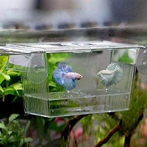 Aquarium Transparante aquarium fokken isolatie doos aquarium incubator broedeieren multifunctionele acryl vis tankhouder