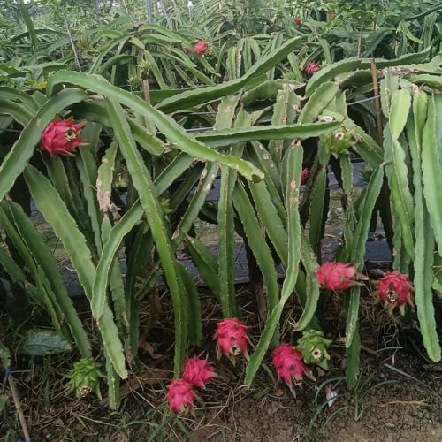 200 piezas Pitaya - Semillas De Fruta Del Dragón Orgánicas plantas de interior, semillas, planta en maceta Semillas frescas de pitahaya, Semillas de frutas Plantas resistentes al invierno
