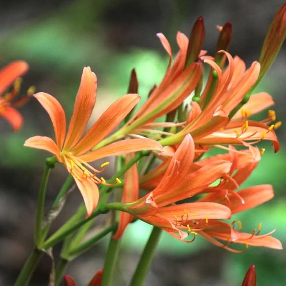 Amazon.co.jp: 【紫桜館山の花屋】キツネノカミソリ 素掘り苗20球 球根